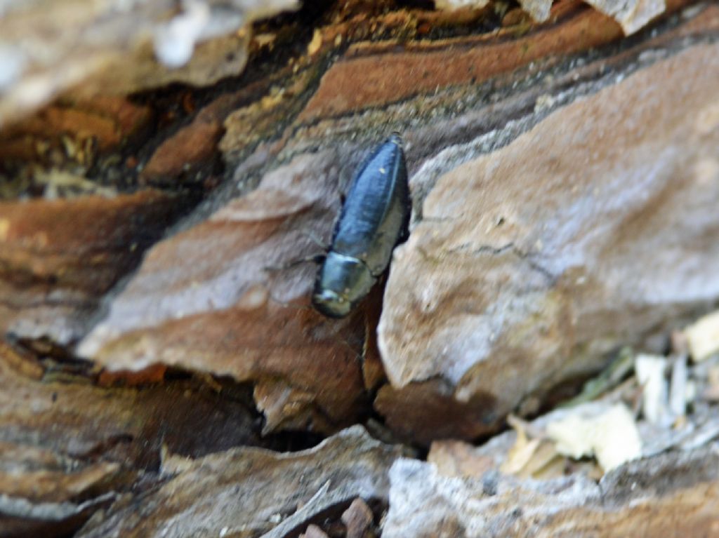 Phaenops cyanea, Buprestidae